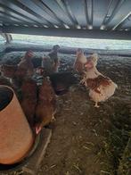 Wyandotte groot hennen, Dieren en Toebehoren, Pluimvee, Vrouwelijk, Kip