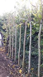 Knotwilgen, Tuin en Terras, Planten | Bomen, Ophalen, Volle zon, Overige soorten, Minder dan 100 cm