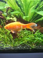 Goud vis aquarium vijver, Dieren en Toebehoren, Vis