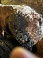 2 dekstieren-10 mnd oud, 2 pinken-13 maand oud (heel groot), Meerdere dieren