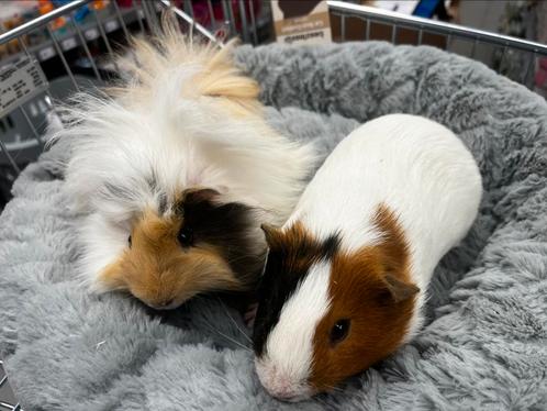 Leuk koppel cavia’s, Dieren en Toebehoren, Knaagdieren, Mannelijk, Cavia, April, Tam
