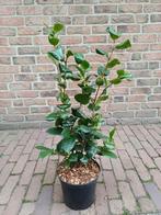 Camelia lady campbell, Ophalen, Overige soorten, Volle zon