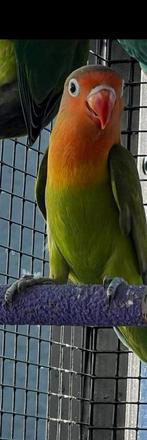 Agapornissen vogel, Mannelijk, Dwergpapegaai of Agapornis, Pratend