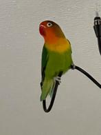 Prachtige Lieve Hand Tamme Dwergpapegaai Diverse Kleuren, Dieren en Toebehoren, Vogels | Parkieten en Papegaaien, Meerdere dieren