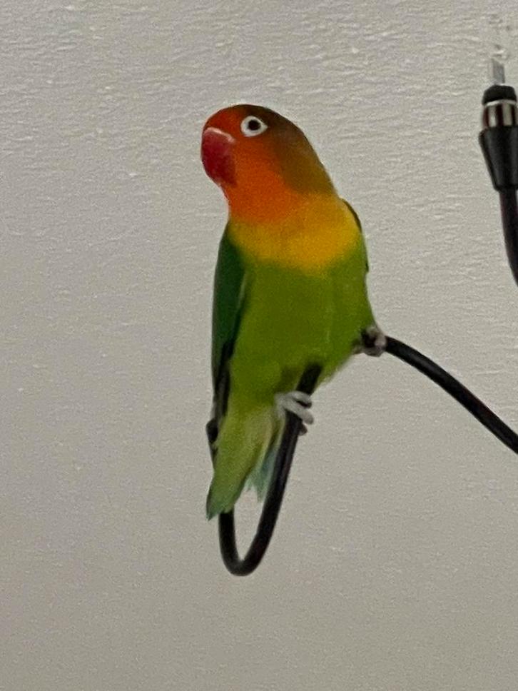 Prachtige Lieve Hand Tamme Dwergpapegaai Diverse Kleuren, Dieren en Toebehoren, Vogels | Parkieten en Papegaaien, Dwergpapegaai of Agapornis