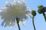 Nr 14/ zaad Pioen papaver - Papaver paeoniflorum Wit - bio, Tuin en Terras, Bloembollen en Zaden, Ophalen of Verzenden, Voorjaar