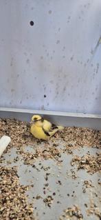 Witfactorig,groen bont,geel bont, Dieren en Toebehoren, Vogels | Kanaries, Meerdere dieren