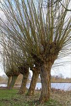Wilgen knotten?, Tuin en Terras, Planten | Bomen, Volle zon, Bloeit niet, 250 tot 400 cm, Overige soorten