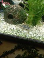 3 x Corydoras paleatus- Gevlekte Pantsermeerval, Dieren en Toebehoren, Vissen | Aquariumvissen, Overige typen, Zoetwatervis, Schoolvis