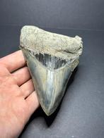 Megalodon haaientand 12,3 cm Indonesië, Ophalen of Verzenden, Fossiel