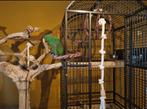 Vogelkooi met tak, Dieren en Toebehoren, Ophalen, Kooi, Zo goed als nieuw, 90 cm of meer