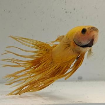 Betta splendens man 69 beschikbaar voor biedingen