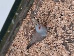 Diamantduifje man, Dieren en Toebehoren, Vogels | Overige Vogels, Meerdere dieren, Tropenvogel