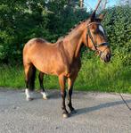 Super knappe en brave D-pony, Dieren en Toebehoren, Merrie, D pony (1.37m tot 1.48m)