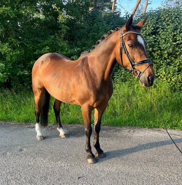 Super knappe en brave D-pony beschikbaar voor biedingen