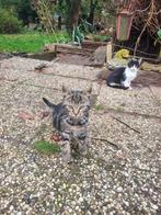 Lieve kittens, Dieren en Toebehoren, Katten en Kittens | Overige Katten, Poes