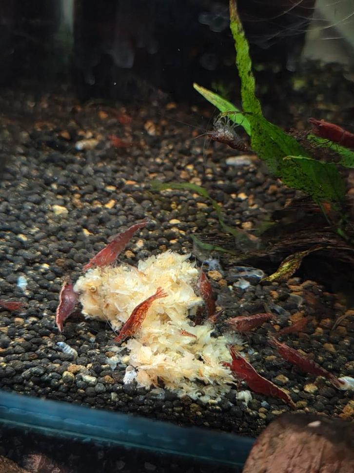 Rode garnalen, Dieren en Toebehoren, Vissen | Aquariumvissen, Kreeft, Krab of Garnaal