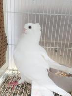 3 Duitse meeuwen, helemaal wit ., Meerdere dieren, Overige soorten