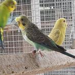 Koppels split x blackface grasparkieten, Dieren en Toebehoren, Vogels | Parkieten en Papegaaien, Meerdere dieren, Parkiet
