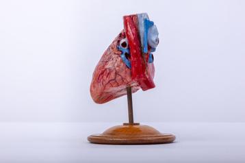 Anatomisch hartmodel beschikbaar voor biedingen