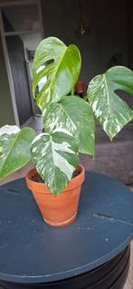 Mooie Monstera Variegata - Goed Geworteld, Huis en Inrichting, Kamerplanten, Overige soorten, In pot, Minder dan 100 cm, Groene kamerplant