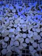 Steksteentjes zeeaquarium, Dieren en Toebehoren, Ophalen of Verzenden, Zo goed als nieuw