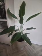 Strelitzia Kunstplant 160 cm, Overige soorten, In pot, 150 tot 200 cm, Groene kamerplant