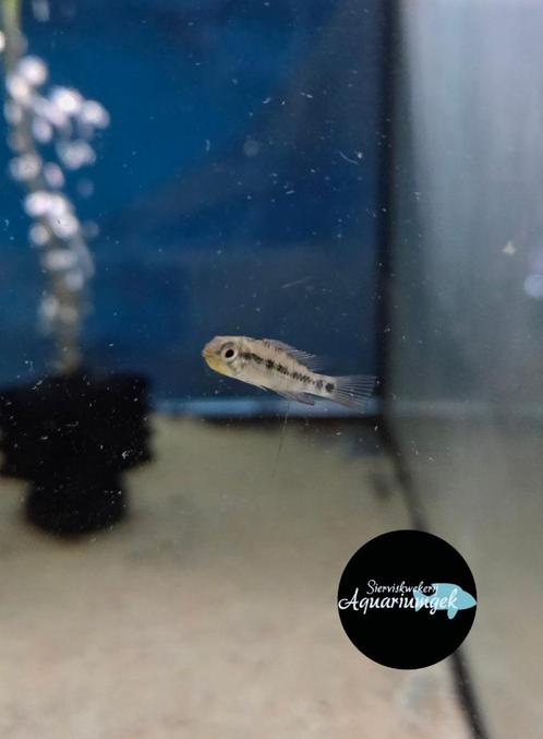 Jonge apistogramma D6, Dieren en Toebehoren, Vissen | Aquariumvissen, Zoetwatervis, Vis