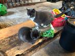 Twee boerderij poezen Blauwe Rus x Britse Korthaar, Dieren en Toebehoren, Katten en Kittens | Overige Katten, Poes, Kortharig