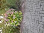 Te koop mooi hortensia 's, Tuin en Terras, Gaas en Draad, Ophalen of Verzenden, Zo goed als nieuw, Minder dan 10 meter