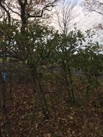 Elstar appelbomen, laagstam 2 stuks, Ophalen, Halfschaduw, Overige soorten, 100 tot 250 cm