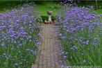 Verbena bonariensis - IJzerhard, Tuin en Terras, Planten | Tuinplanten, Volle zon, Vaste plant, Zomer, Ophalen