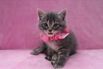 Moederpoes en haar kittens te koop, Meerdere dieren