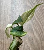 Gaaf stekje Monstera Adansonii Albo Variegata Mint, Ophalen of Verzenden, Halfschaduw, Minder dan 100 cm