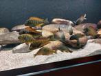 Tropheus moori golden kazumbo F1 jongen, Dieren en Toebehoren, Vissen | Aquariumvissen, Vis