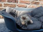 Fretje angora fret, Dieren en Toebehoren, Overige Dieren, Mei, Geslacht onbekend
