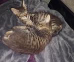 2 mooie poesjes beiden vrouwtjes, Dieren en Toebehoren, Katten en Kittens | Overige Katten, Poes, Langharig, 0 tot 2 jaar
