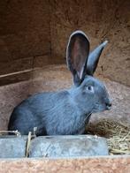 Vlaamse reus ram, Dieren en Toebehoren, Konijnen, Mannelijk, Groot, 0 tot 2 jaar