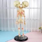 Siamese Tweeling Menselijk Anatomie Model / Skelet Geraamte, Diversen, Schoolbenodigdheden, Ophalen of Verzenden, Nieuw
