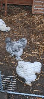 Raszuivere Usa Zijdehoen haantjes, Dieren en Toebehoren, Pluimvee, Mannelijk, Kip