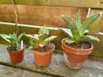 Agave titanota verschillende maten., Tuin en Terras, Planten | Tuinplanten, Ophalen of Verzenden, Bloeit niet, Overige soorten