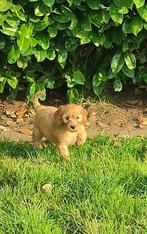 Mooie gezonde cockapoo pups mogen verhuizen, België, Particulier, Overige rassen, CDV (hondenziekte)