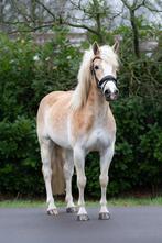Bloedmooie sport haflinger te koop, Dieren en Toebehoren, Merrie, Gechipt, L, 7 tot 10 jaar