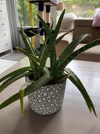Aloë vera planten, Huis en Inrichting, Kamerplanten, Ophalen, Overige soorten