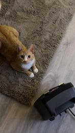 Poes te koop, Dieren en Toebehoren, Katten en Kittens | Overige Katten, Poes