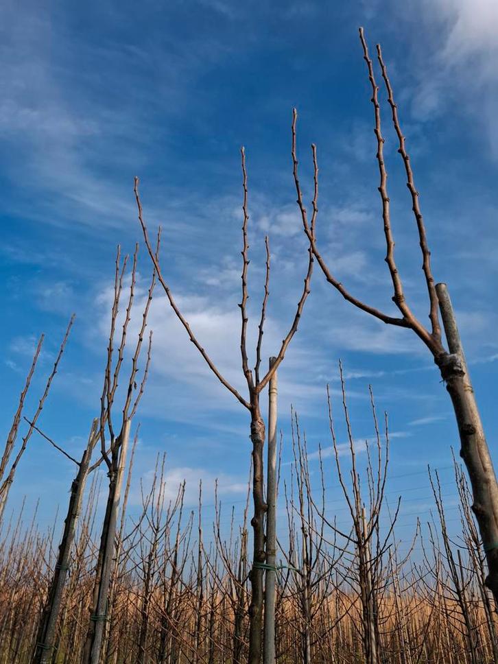 Hoogstam Perenboom  2,25m, Tuin en Terras, Planten | Fruitbomen, Perenboom, 100 tot 250 cm, Lente, Ophalen of Verzenden