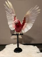 Opgezette Roze Kaketoe met Open Vleugels, Ophalen of Verzenden