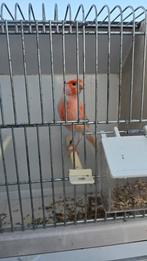 Kanaries man mozaïek, Dieren en Toebehoren, Vogels | Kanaries, Mannelijk, Kleurkanarie
