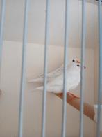 Te koop zebravinken, Meerdere dieren, Tropenvogel