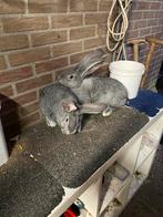 Mooie vlaamse reus Chincilla rammetjes, Dieren en Toebehoren, Konijnen, Mannelijk, Groot